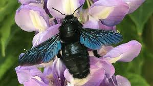 Abeille bleu