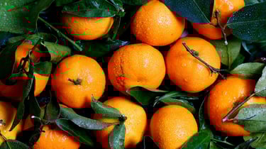 a bunch of oranges