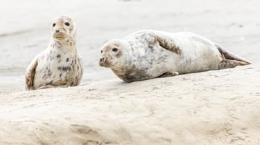 a seal sealion and a sealion on a sandy beach