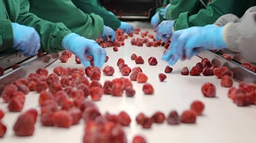 a group of people selecting the frozen fruits in the factory 