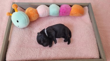 Femelle Schnauzers chiots