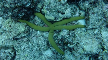 Diving on Havelock and Neil Islands, Andaman and Nicobar Islands