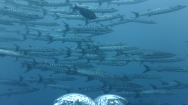 Diving on Havelock and Neil Islands, Andaman and Nicobar Islands