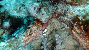 Diving on Havelock and Neil Islands, Andaman and Nicobar Islands