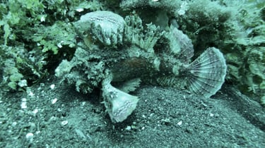 Diving on Havelock and Neil Islands, Andaman and Nicobar Islands