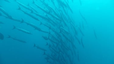 Diving on Havelock and Neil Islands, Andaman and Nicobar Islands