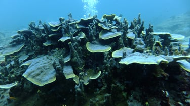Diving on Havelock and Neil Islands, Andaman and Nicobar Islands