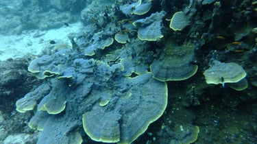 Diving on Havelock and Neil Islands, Andaman and Nicobar Islands