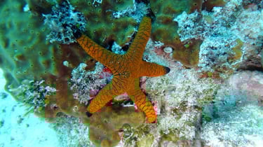 Diving on Havelock and Neil Islands, Andaman and Nicobar Islands