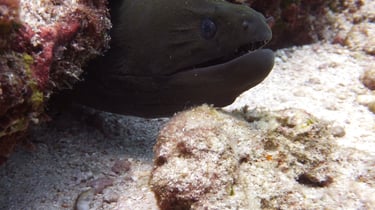Diving on Havelock and Neil Islands, Andaman and Nicobar Islands
