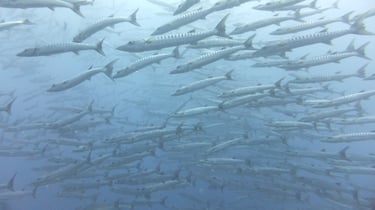 Diving on Havelock and Neil Islands, Andaman and Nicobar Islands