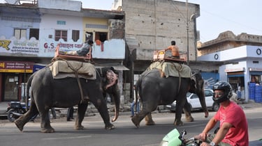 elephants near Man Sagar Lake, Jaipur, Rajasthan, India