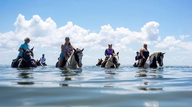 ami-beach-horses
