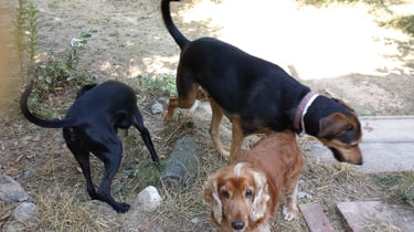 Guardería de día para perros