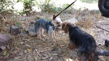 Guardería de día para perros