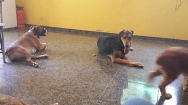 Guardería de día para perros