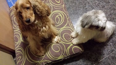 Guardería de día para perros