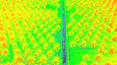 revision espectral de cultivo de palma de aceite