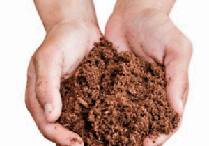 cupped hands full of canadian sphagnum peat moss