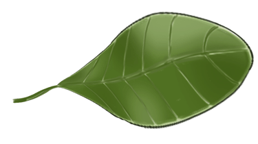 Barrel Tree Leaf