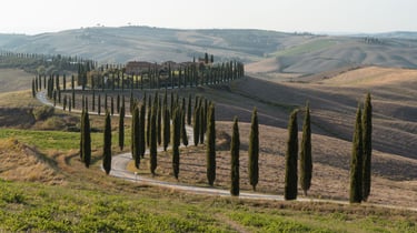 the countryside of italy - Tuscany - Italy - Crete Senesi - Trees