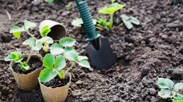 a bunch of beets are shown in this picture