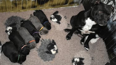 Mamma Staffordshire Bull Terrier con neonati nella cassa parto in Sicilia.