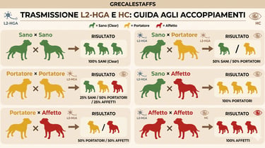 Tabella trasmissione genetica L2-HGA e HC. Schema accoppiamenti Staffordshire Bull Terrier.