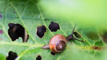 Contre les ravageurs au jardin