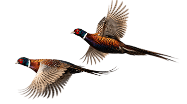 wo ring-necked pheasants in flight, a popular upland game bird for guided hunting trips in the Texas Panhandle.