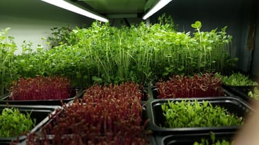 a picture of Early Greens microgreens nursery bed 