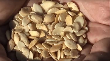 Plusieurs amandons extraits de noix d'Argan