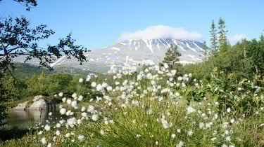 a meadow with Gaustatoppen in the background-istock
