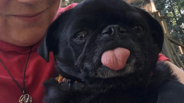 A black pug sticks out its tongue while its owner holds dog nail clippers for a pet grooming session.