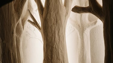 Wood trees with shadows representing mysterious energy