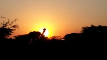 Giraffe at Albizia self catering tented camp bordering Phinda in Hluhluwe