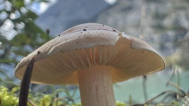 mushroom in front of mountain landscape
