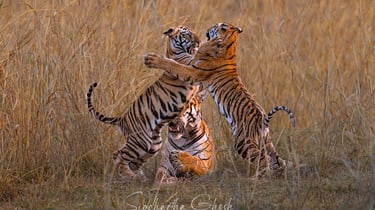 tiger family
