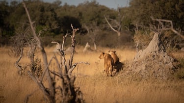a lion cub standing in the grass near a tree