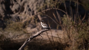 safari, oiseau dans la savane