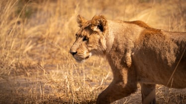 un jeune lion dans la savane du Botswana en safari