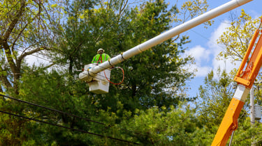 tree cutting service in hampton, virginia