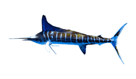 a fish that is standing up against a black background