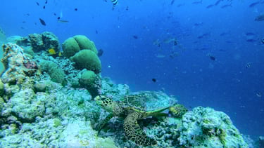 COMO Cocoa Island Maldives house reef snorkelling