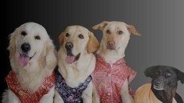Founder of Cosmic Pet Care with rescue dogs – creating a home for the Pawdashians
