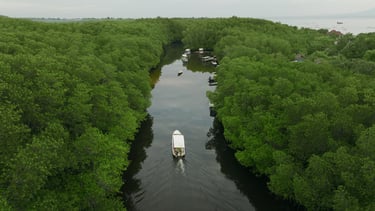 Mangrove Forest Nusa Lembongan