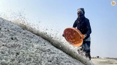 A local woman collecting raw salt from the pans of Sambhar Salt Lake under the warm Rajasthan sun.