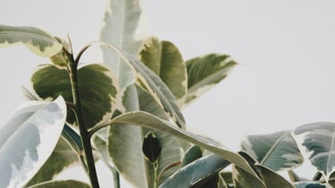 Ficus Tineke Houseplant