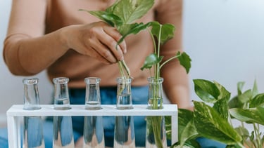 Plant propagation stand with Epipremnum cuttings