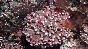 Maerl - Phymatolithon calcareum